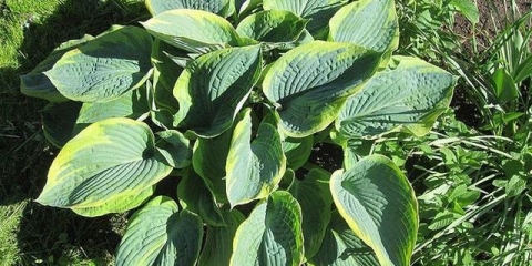 Hosta francis williams